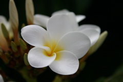 Plumeria 005