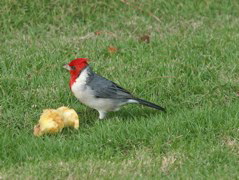 Red Crested Cardinal 005