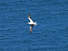 Red Footed Booby 005