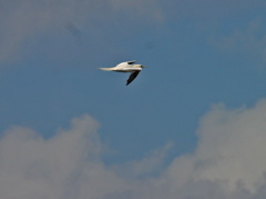 Red Footed Booby 018