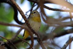 Saffron Finch Juvi 01