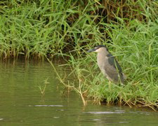 Black Crowned Night Heron Hunting 013