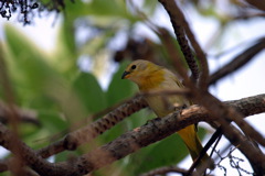 Saffron Finch Juvi 03