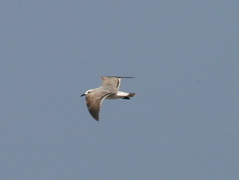 Seagull 016