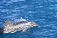 Spinner Dolphin 001