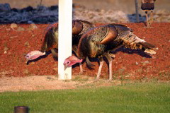 Turkeys At Sunset 001