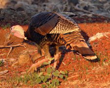 Turkeys At Sunset 008