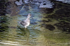 Wandering Tattler 009