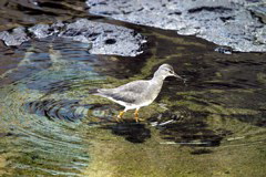 Wandering Tattler 010