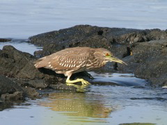 Black Crowned Night Heron Juvi 25