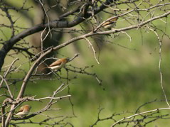 Warbling Silverbill 06