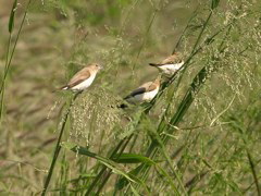 Warbling Silverbill 07