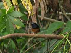 White Rumped Shama 004