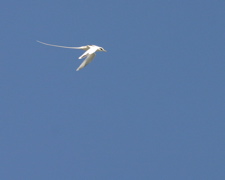 White Tailed Tropicbird 020