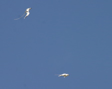 White Tailed Tropicbird 021