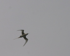 White Tailed Tropicbird 028
