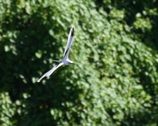 White Tailed Tropicbird 074