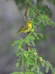 Yellow Fronted Canary 032