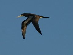 Brown Booby 002