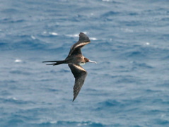 Great Frigate Bird 016