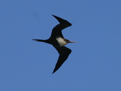 Great Frigate Bird 045