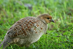 Grey Francolin 001