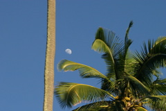 Hawaii Moon