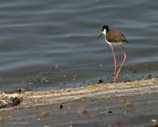 Hawaii Stilt 041