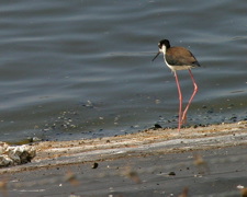 Hawaii Stilt 041