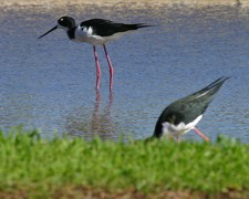 Hawaii Stilt 073