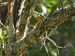 Hawaiian Creeper 01