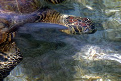 Hawaiian Green Sea Turtles 019