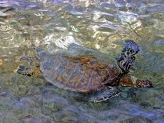 Hawaiian Green Sea Turtles 020