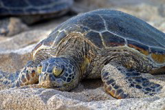 Hawaiian Green Sea Turtles 024