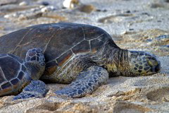 Hawaiian Green Sea Turtles 025