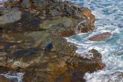 Hawaiian Monk Seal 020