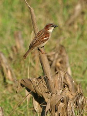 House Sparrow 090