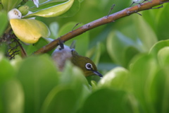 Japaneese White Eye 004