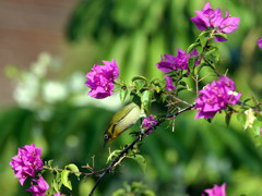 Japaneese White Eye 019