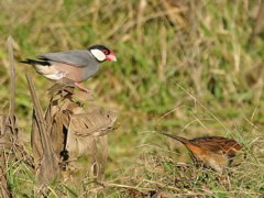 Java Sparrow 09