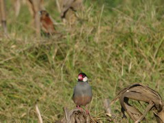 Java Sparrow 33