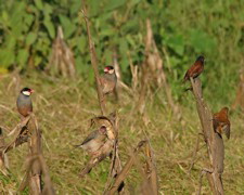 Java Sparrow 35