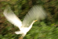 Artisticly Blurred Cattle Egret 001