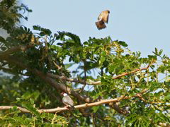 Java Sparrow and Silver Bill