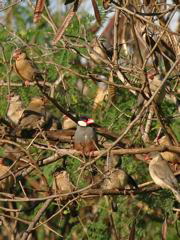 Java Sparrows 002