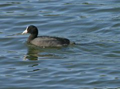 Kauai Coot 022