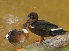 Kauai Resort Duck 005