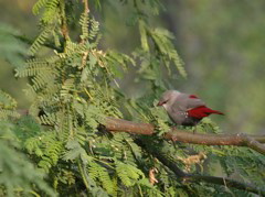 Lavendar Waxbill 003