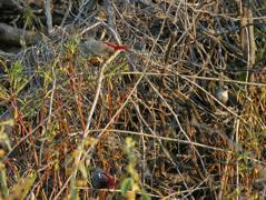 Lavendar Waxbill 014