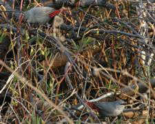 Lavender Waxbill 005